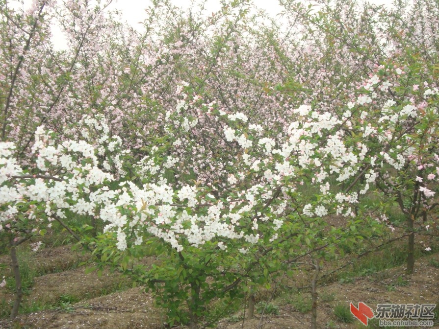 海棠花开2.jpg