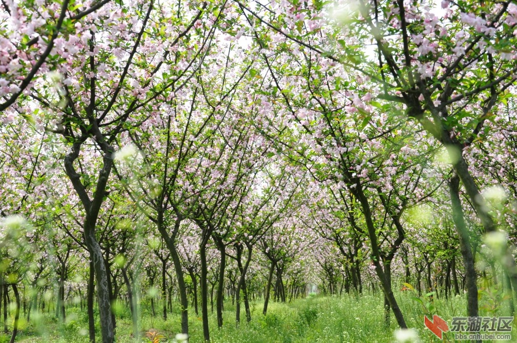 海棠花开.jpg