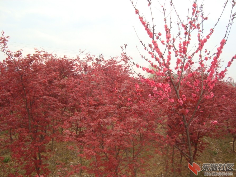 红枫1.jpg