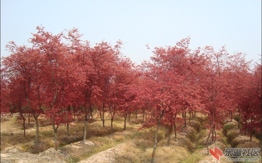 红枫2.jpg