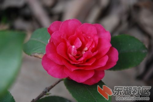 nEO_IMG_DSC_1988.jpg