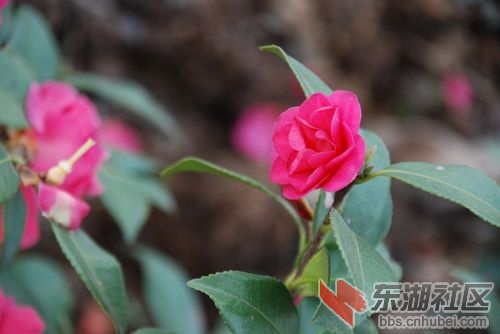 nEO_IMG_DSC_1996.jpg