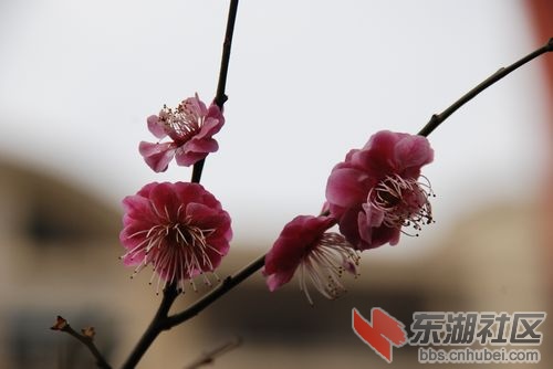 nEO_IMG_DSC_1935.jpg
