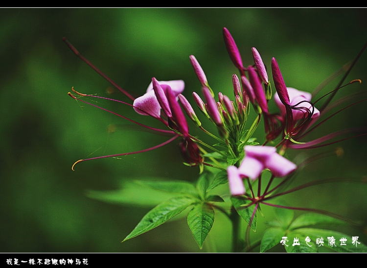 _MG_7359_conew1.jpg