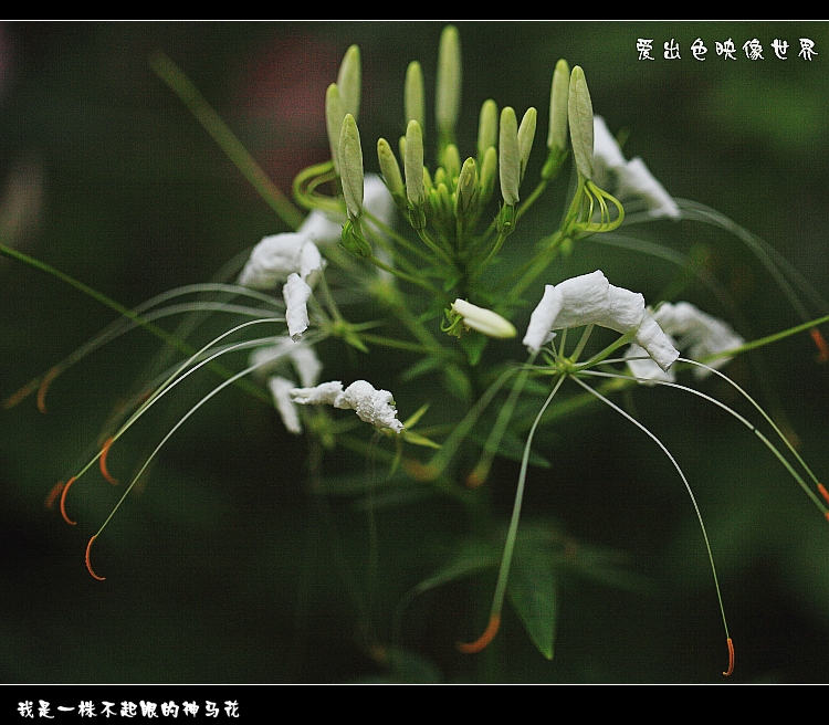 _MG_7375_conew1.jpg