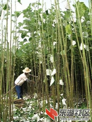 阳新特产—阳新苎麻 阳新论坛 东湖社区 荆楚网