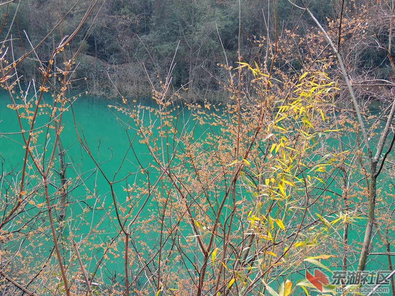 黄梅映碧水.jpg