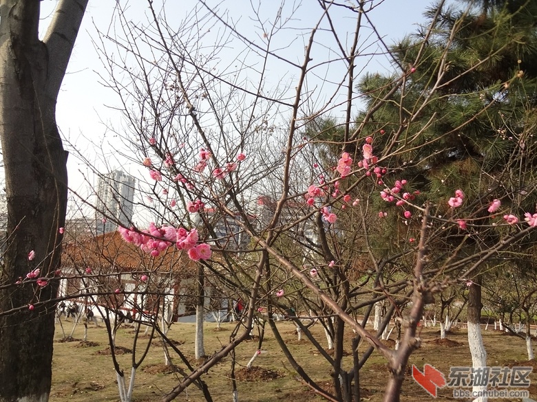 梅花
