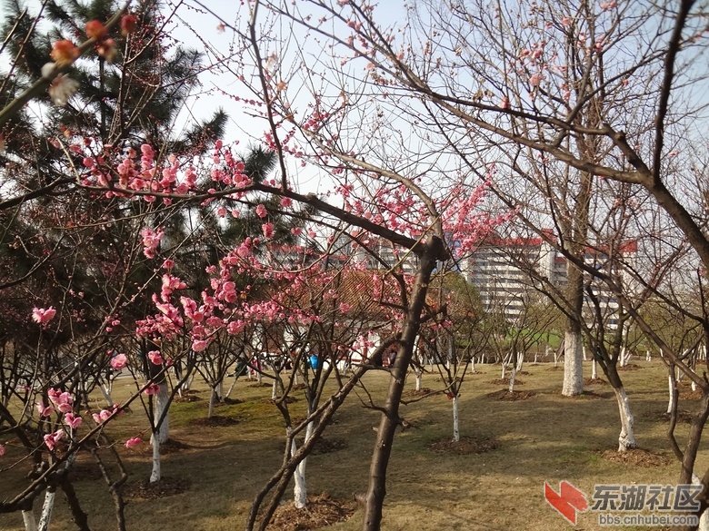 梅花