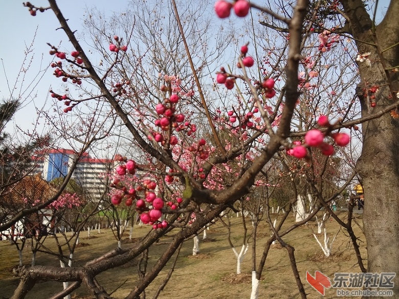 梅花
