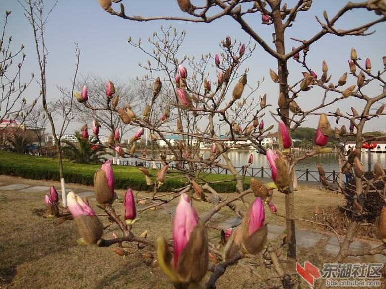 紫玉兰