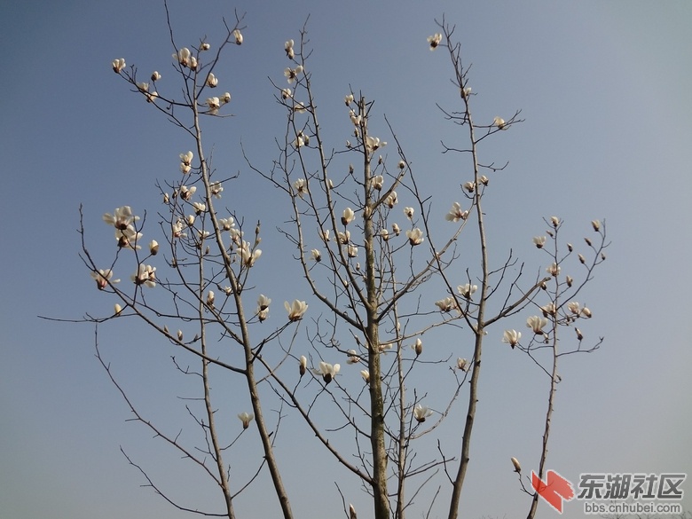 白玉兰