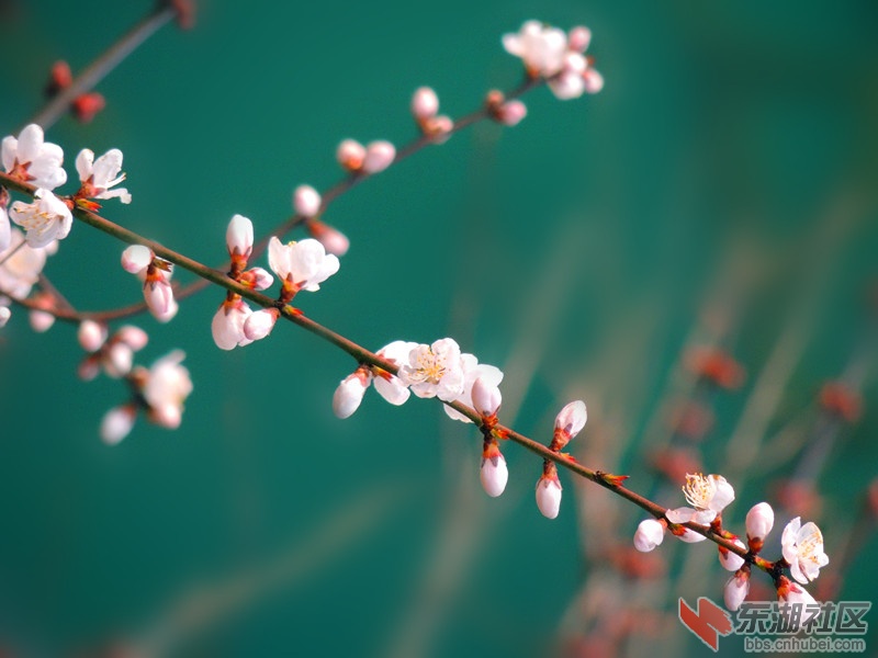 一枝桃花浮碧水2.jpg