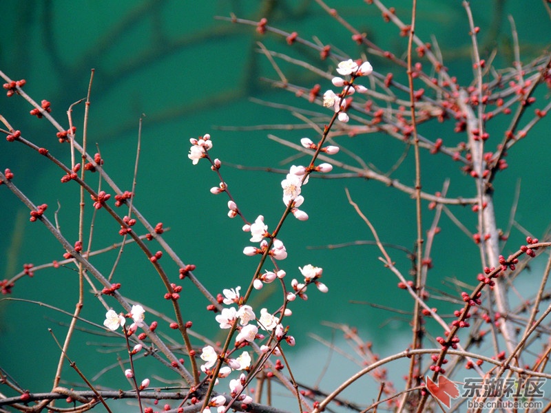 一枝桃花浮碧水1.jpg