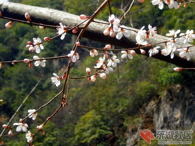 花倚树.jpg