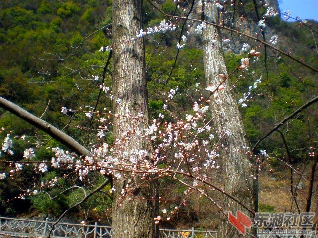 花倚两枝桠.jpg
