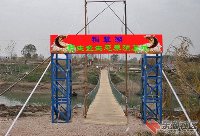 五湖阳明稻草胡
