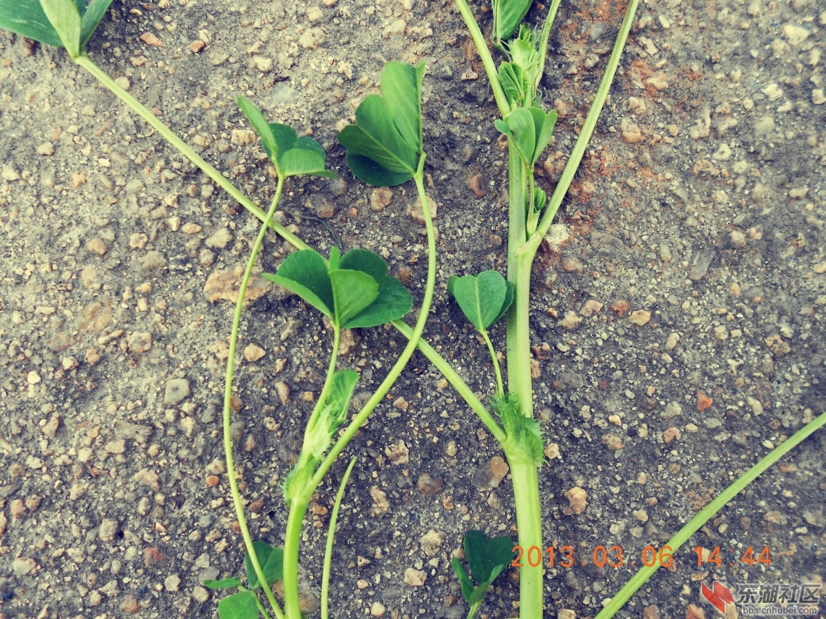 野苜芯菜（野苜蓿）。