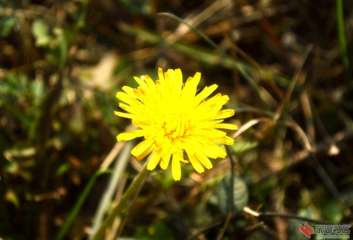 DSC_0977.jpg