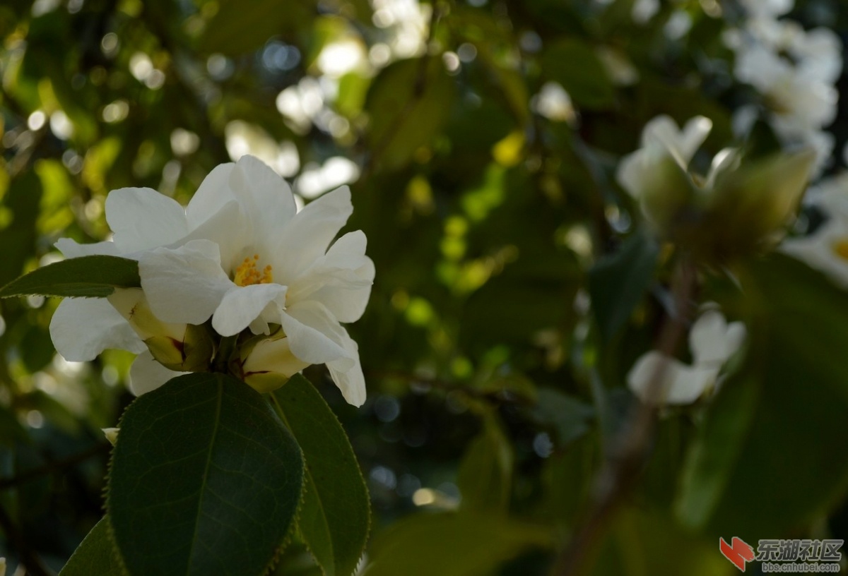 DSC_1045.jpg