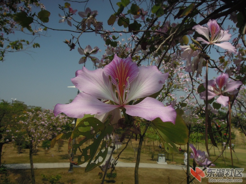 DSCN6010.jpg
