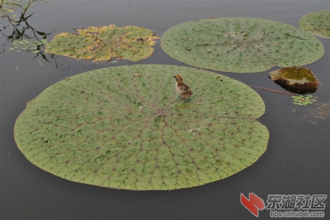五湖外湖风光