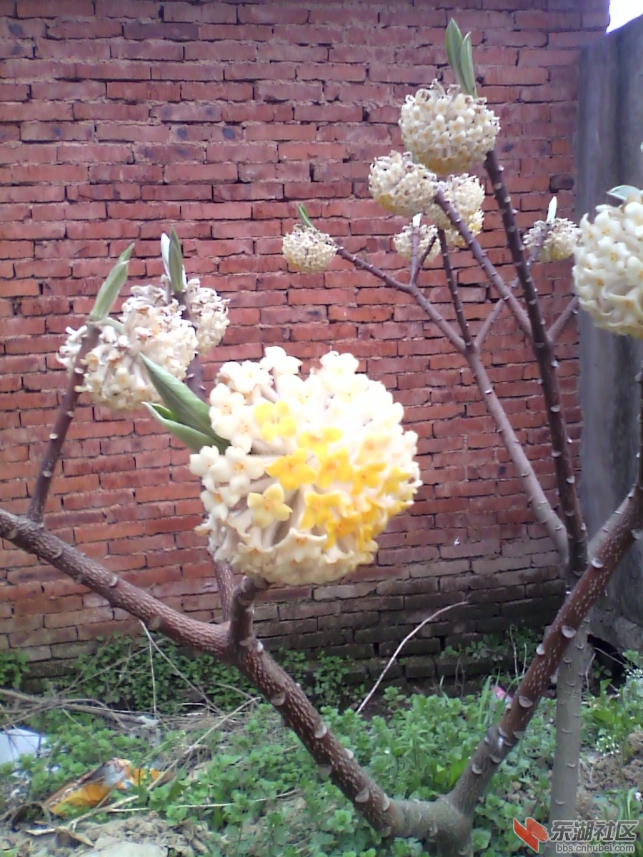 IMG_20130311_172217.jpg