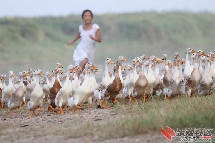 沔阳麻鸭