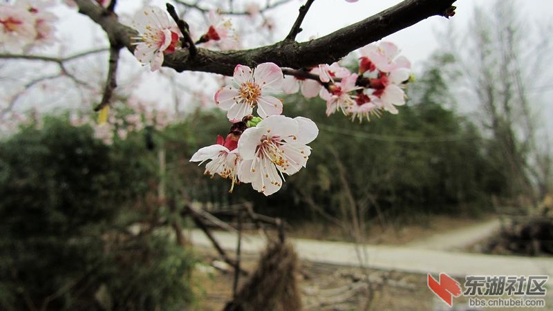 梅花21.jpg