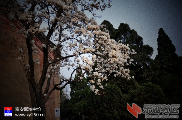 专卖富安娜 襄阳淘宝价0710-3406077