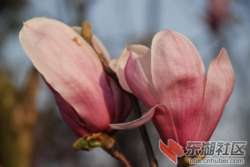 nEO_IMG_DSC_2062.jpg