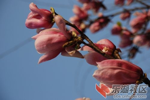 nEO_IMG_DSC_2063.jpg