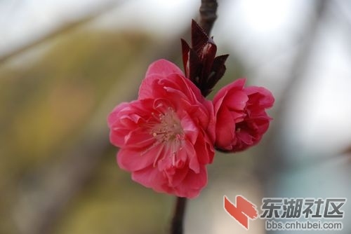 nEO_IMG_DSC_2085.jpg