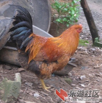 农村饲养的阉鸡