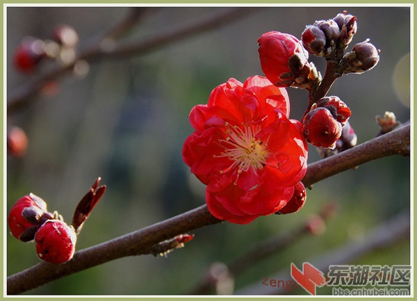 复件 花卉6.jpg