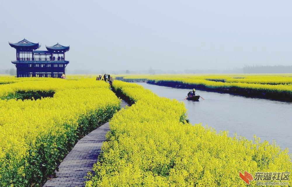 油菜花 132.jpg5.jpg