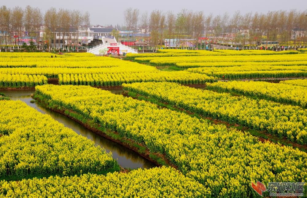 油菜花 027.jpg2.jpg
