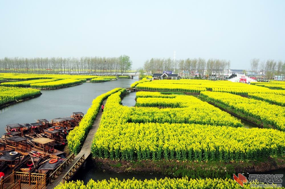 油菜花 029.jpg5.jpg