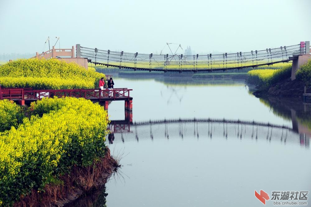 油菜花 076.jpg5.jpg