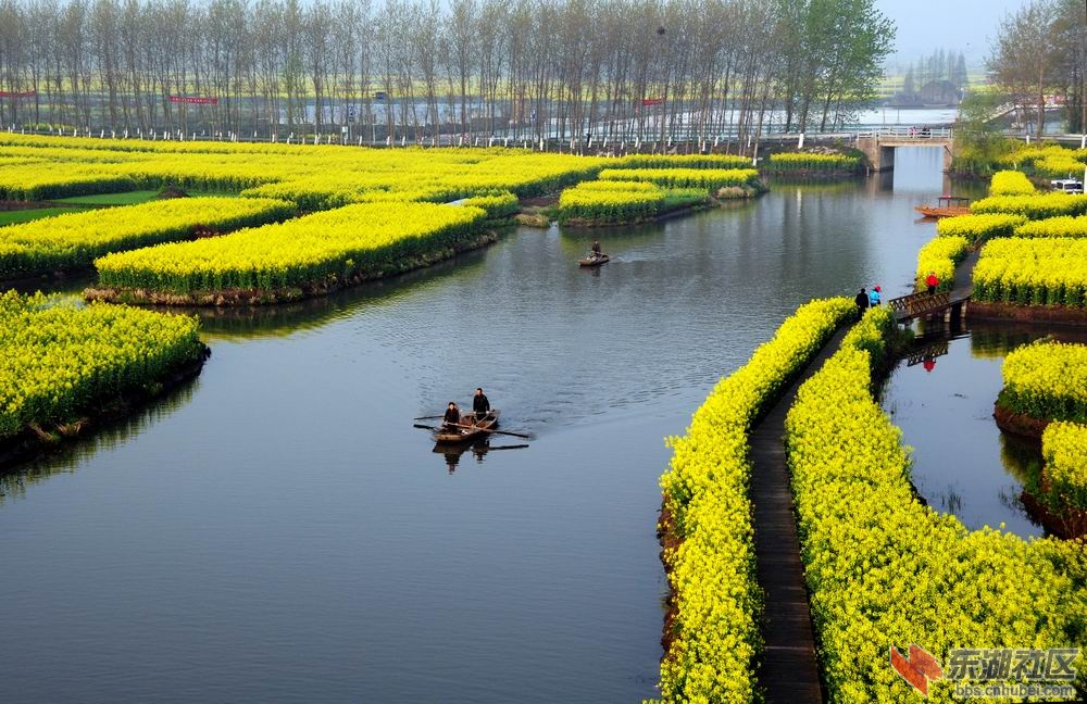 油菜花 083.jpg5.jpg