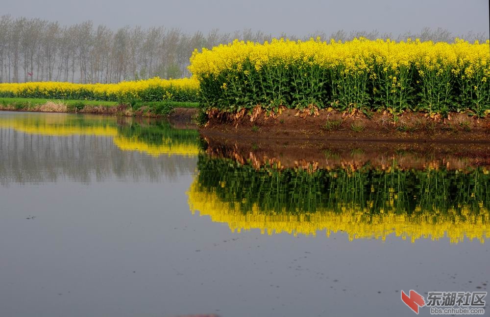 油菜花 119.jpg5.jpg