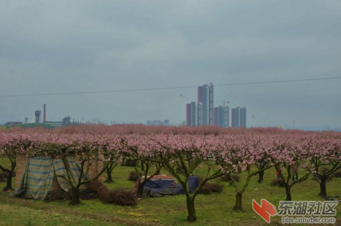 桃花岛花海