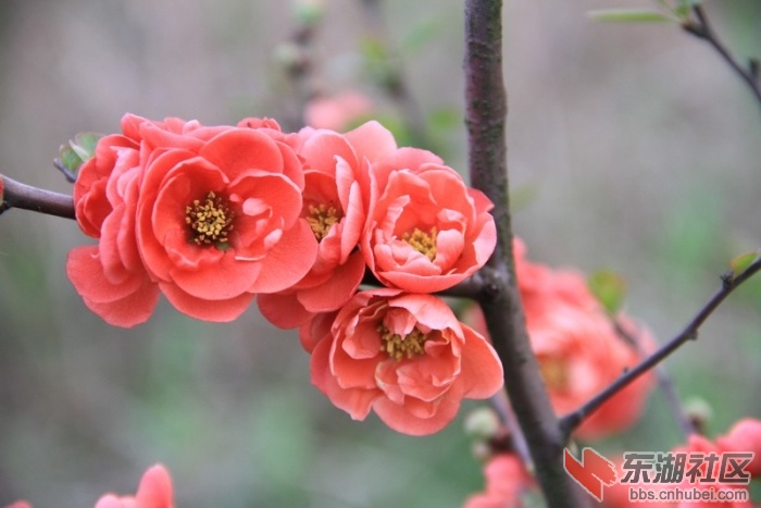 桃花岛的花