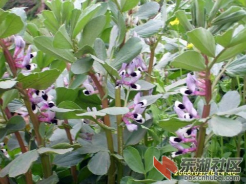 蚕豆花.jpg