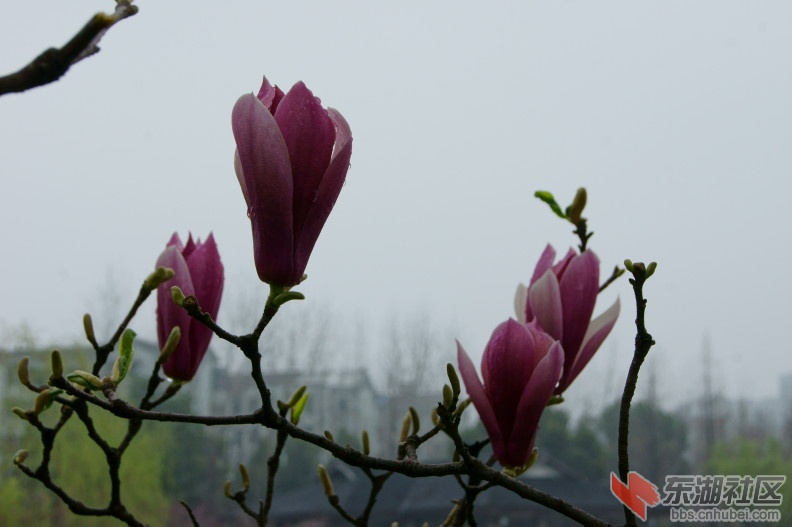 DSC01716.JPG