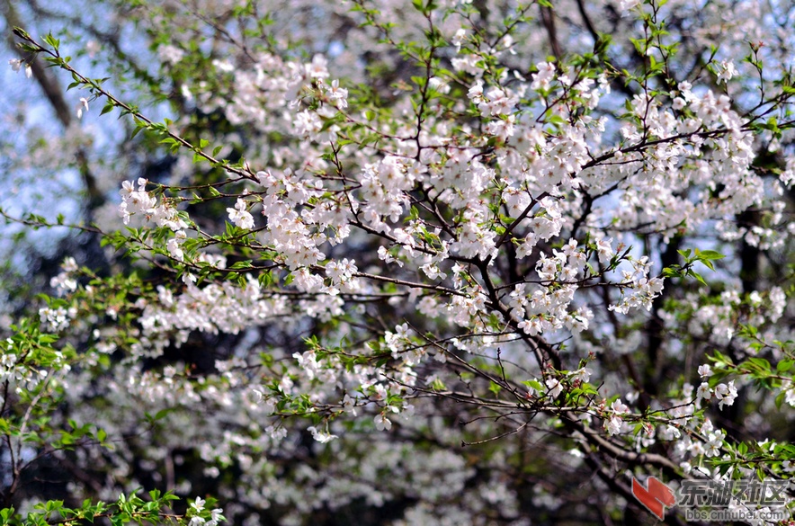 DSC_0043.jpg
