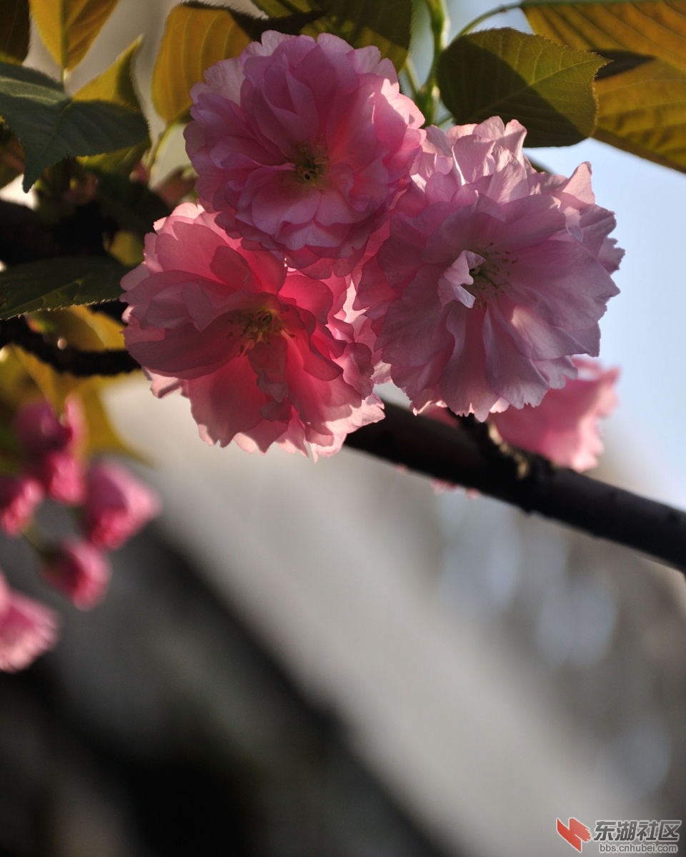 DSC_0979.jpg