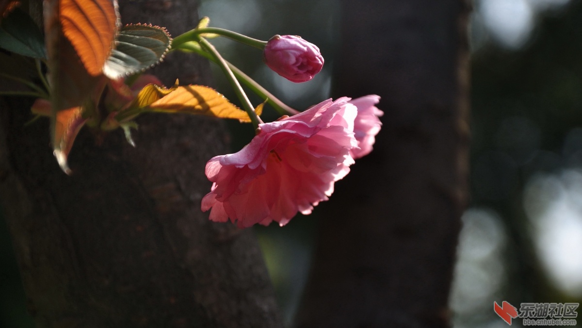 DSC_0851.jpg