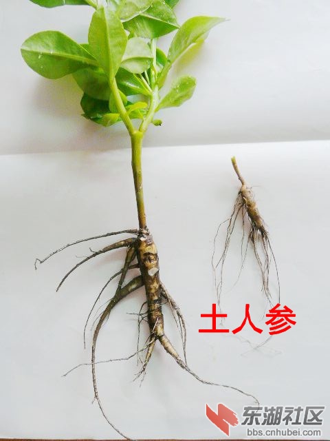 P2000074_副本.jpg
