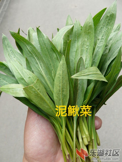 P1880553_副本.jpg